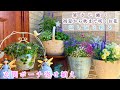 【初夏から秋までずっと咲く玄関ポーチ寄せ植え】【暑さに強いお花たち】コンテナガーデン/ガーデニング/涼し気に彩る