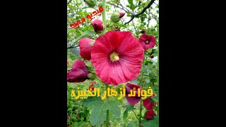 فوائد أزهار الخبيزه