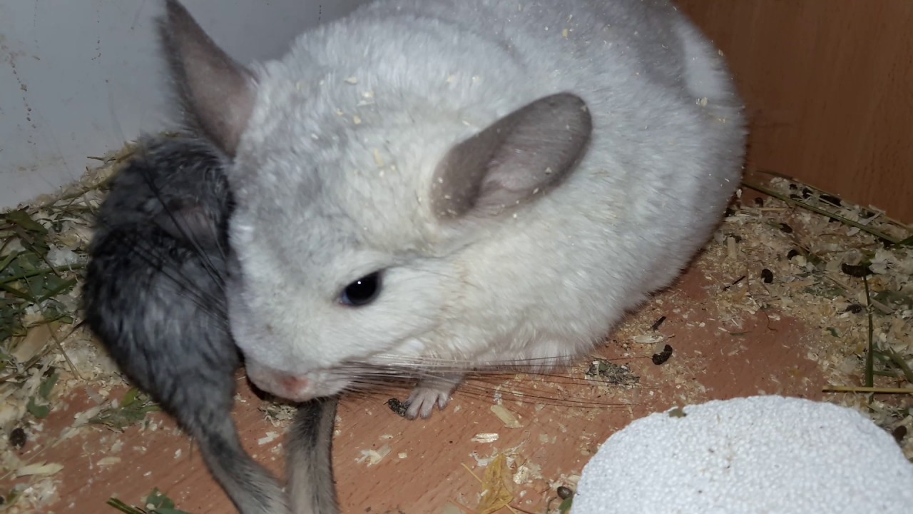 шиншилла родила. шиншилла родила. шиншилла с новорожденными шиншиллами белая. шиншилла грызун. шиншилла родила.