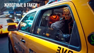 Животные в такси. Таксисты отказываются возить животных! Животные в такси. Таксисты отказываются возить животных!