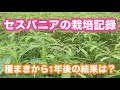 セスバニアの栽培記録　種まきから１年後の結果は?