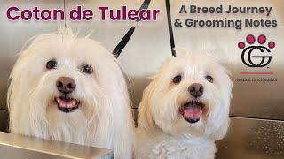 Coton de Tulear breed journey and grooming notes! *SPECIAL EDITION* + Nerd Vault alert! by Gina's Grooming 148 views 7 days ago 8 minutes, 2 seconds