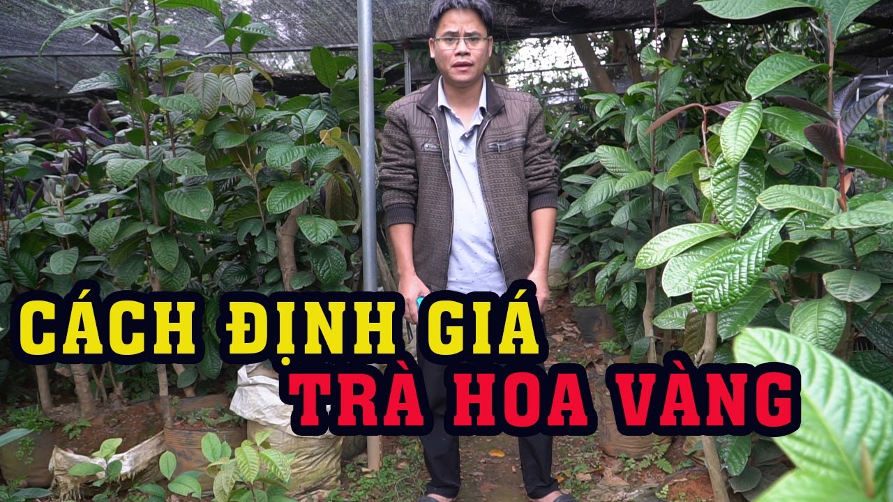 Làm Sao Để Định Giá Được Cây Trà Hoa Vàng | 0764 456 123