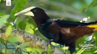 OROPENDOLA CABECICASTAÑA