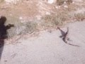 Iguana salva a rana de ser comida por una serpient