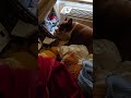 GOOD EVENING FROM ANABELLE 7 25 25 Dog Dogs Dogshorts Pets Animalshorts Animals Doggie Pet GOOD EVENING FROM ANABELLE 7 25 25 Dog Dogs Dogshorts Pets Animalshorts Animals Doggie Pet