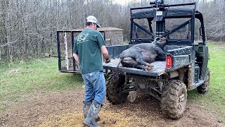 Turkey hunt turned into catching 263lb boar hog
