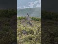 立山室堂平ライチョウ観察ツアー 2025.6.20