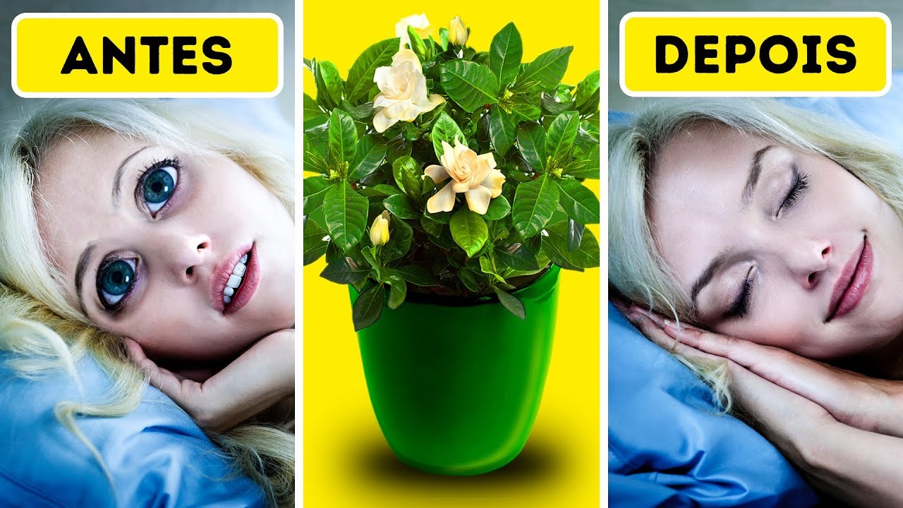 6 Plantas Para Ter no Quarto Que Vão Ajudar Você a Dormir Melhor - thptnganamst.edu.vn