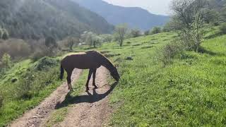 Horse on the road