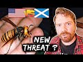 10 Terrifying American Animals (PART 2): Scottish Guy Reacts