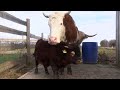 Napoleon the Mini Bull Rescued From Slaughterhouse