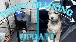 SERVICE DOG TRAINING UPDATE│our progress after 2 months of training