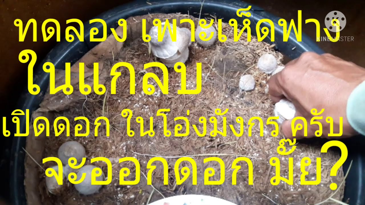 เห็ดฟางในแกลบ จะออก ดอกมั๊ย? ไปชมกันครับ
