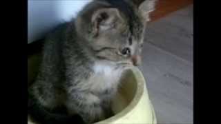 One eyed kitten playing with empty watercup