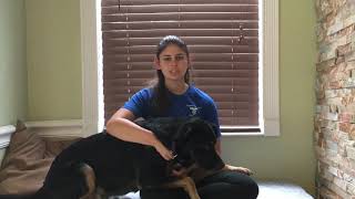 UGA Vet Camp 2019 Application