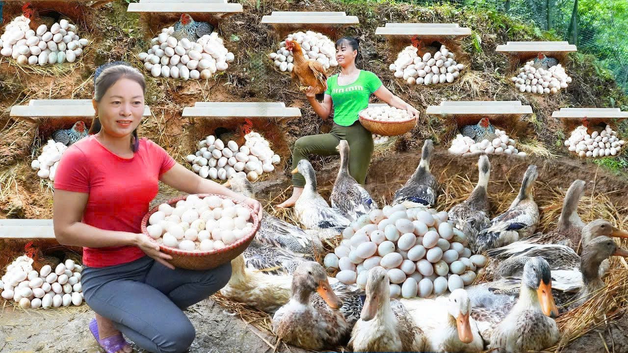 180 Days Raising Ducks & Chickens – Harvest 2000+ Eggs | Thanh New Life
