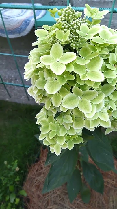 Три гортензии, такие разные. - YouTube