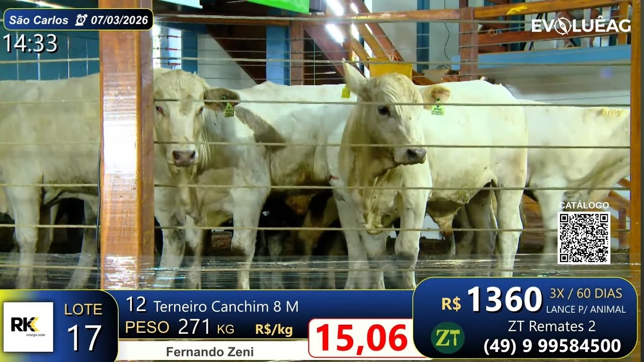 Lote 17 - São Carlos 07/03/26 | Fernando Zeni