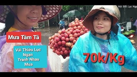 GIÁ VẢI LỤC NGẠN LÊN 70K/KG TRANH NHAU MUA GIỮA TRỜI MƯA TO l Núi Đồi Lục Ngạn