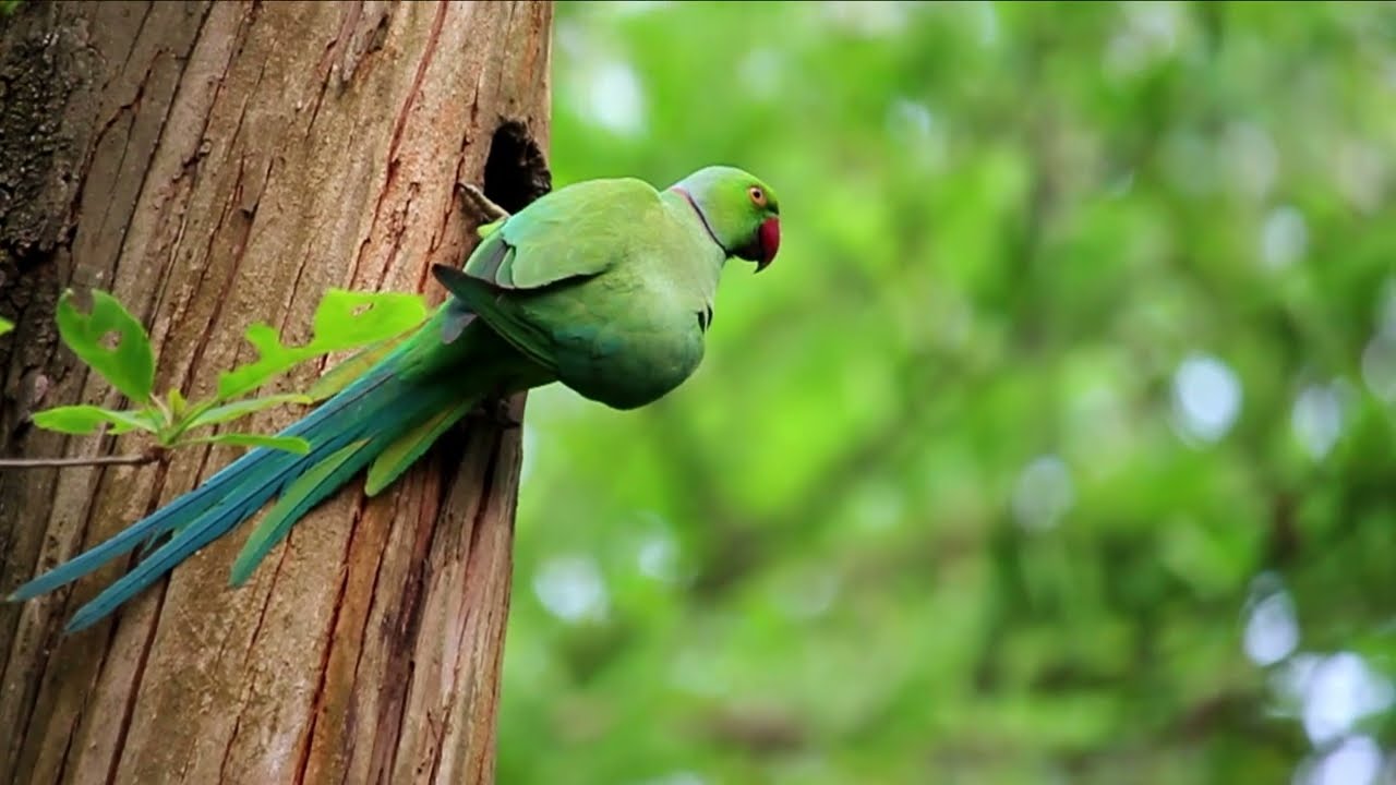 Rose-ringed parakeet making nest./ 