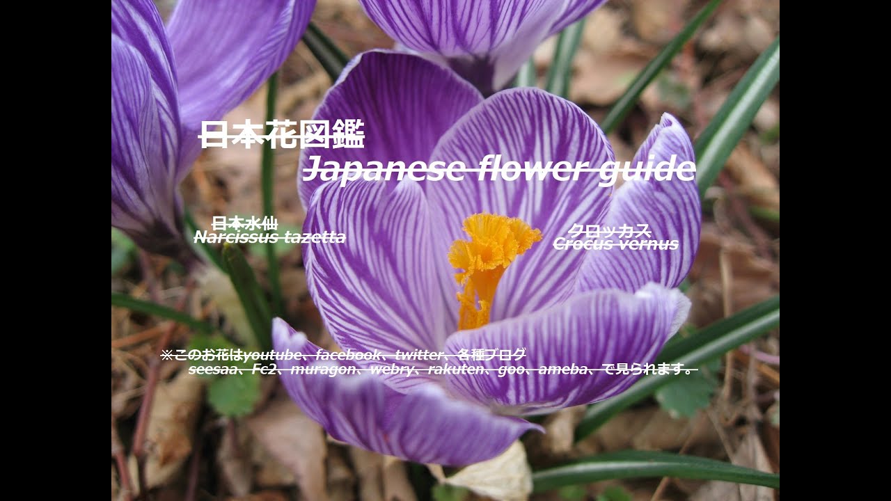 地上の星 Stars On The Ground 日本水仙narcissus Tazetta クロッカスcrocus Vernus 季節の花 日本花図鑑 J Flower Guide Youtube 地上の星 Stars On The Ground 日本水仙narcissus Tazetta クロッカスcrocus Vernus 季節の花 日本花図鑑 J Flower Guide Youtube