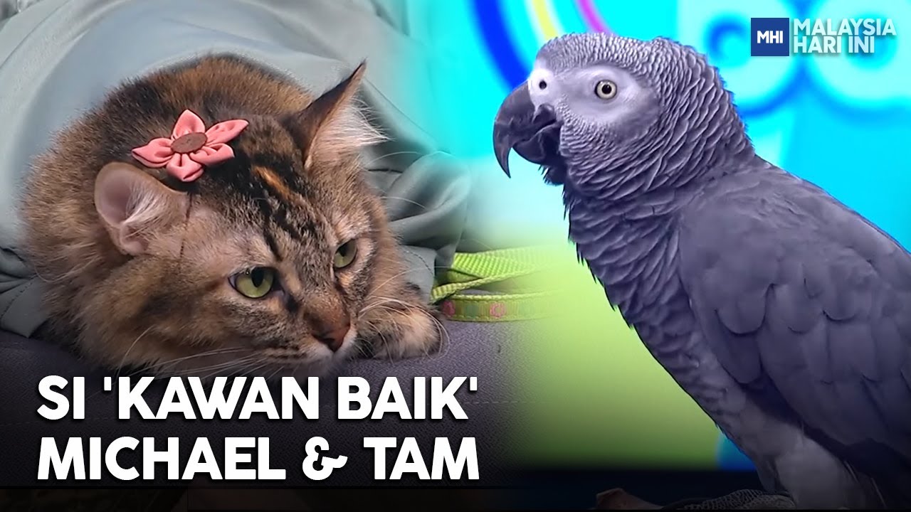 Si 'Kawan Baik' Michael & Tam | MHI (6 Jun 2022)