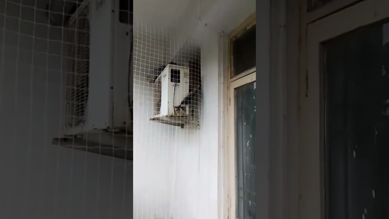 Balance bird Netting installation in Gurgaon | pigeon net service near me | Ac Anti Bird Spike