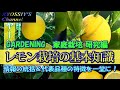 【XYOSSIYのライフチャンネル】2022年１月下旬　レモン栽培の基礎知識　（レモン栽培、リスボンレモン、マイヤーレモン、璃の香、ビアフランカ、ユーレカ、スイートレモネード）