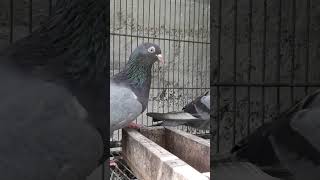 Our pigeon update.