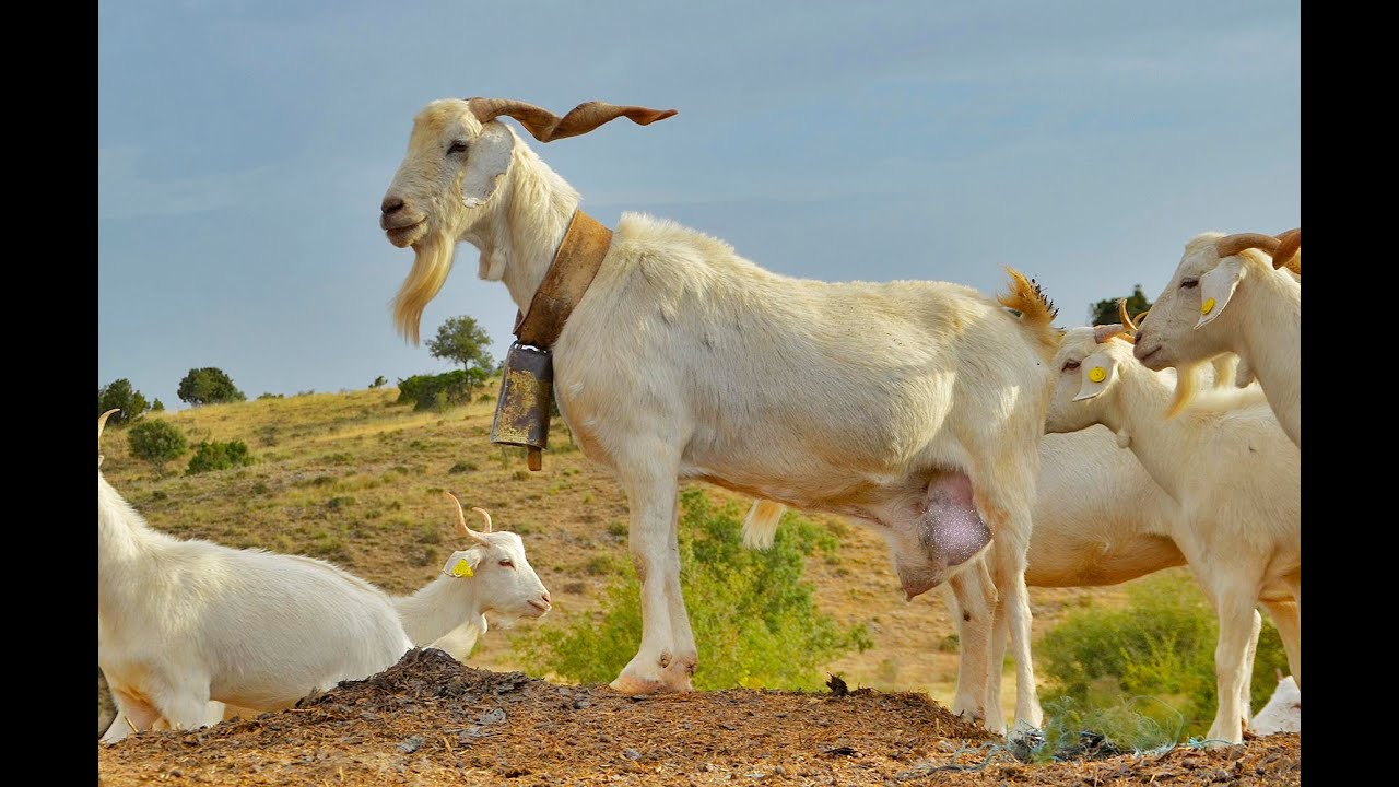 💚 La cabra BLANCA CELTIBÉRICA de la Sierra del Segura. Castilla-La Mancha 🐐🐐🐐🐐