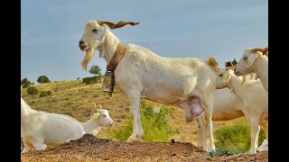 The CELTIBÉRICA WHITE goat from the Sierra del Segura. CastillaLa Mancha, Spain