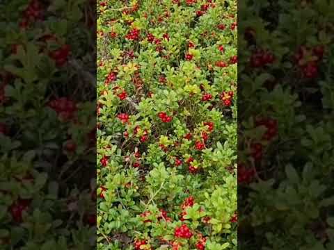 Video: Wild berry. Tên các loại quả mọng rừng (quả việt quất, quả đá, quả lingonberries, quả việt quất, nam việt quất)