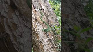 Ярко-зеленая змея 🐍 позирует на камеру #snakes #srilanka #nature