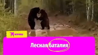 Эпичная драка медведей в лесу попала на видео