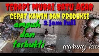 suara terapi murai batu kawin