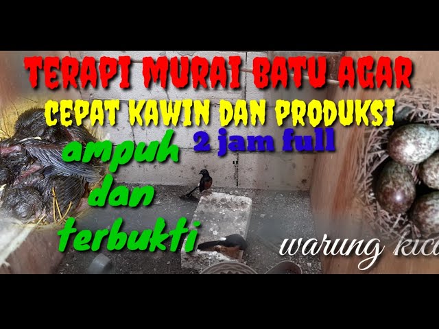 suara terapi murai batu kawin class=