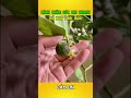 Cây chanh trồng trong nhà nở hoa mùa đông và cách chăm sóc