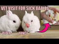 Our New Baby Bunnies Go to The Vet (UPDATE!)