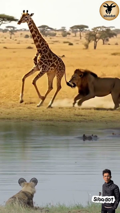 GOKILL‼️ SINGA SIRAJA HUTAN KALAH DARI JERAPAH. HEYNA MELIHAT DARI SEBRANG SUNGAI #animals #shorts