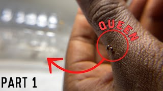 Introducing A Fire Ant Queen To Our Fire Ant Colony Part 1