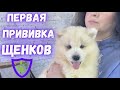 Прививка для щенков. Как, когда и зачем прививать?