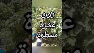 العدد وأحواله في دقيقة