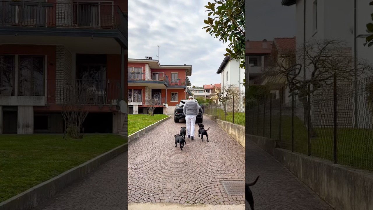 Perfect car. Perfect dogs. Perfect life.