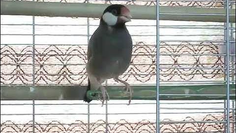 Java Sparrow singing his Star Wars