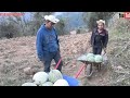 Con carretilla fuimos a recolectar chilacayotas en el campo para degustar con la familia