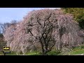 4K映像＋自然環境音   /  枝垂れ桜と伊奈川渓谷　伊奈川