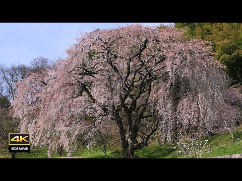 4K映像＋自然環境音  ASMR  /  枝垂れ桜と伊奈川渓谷　伊奈川