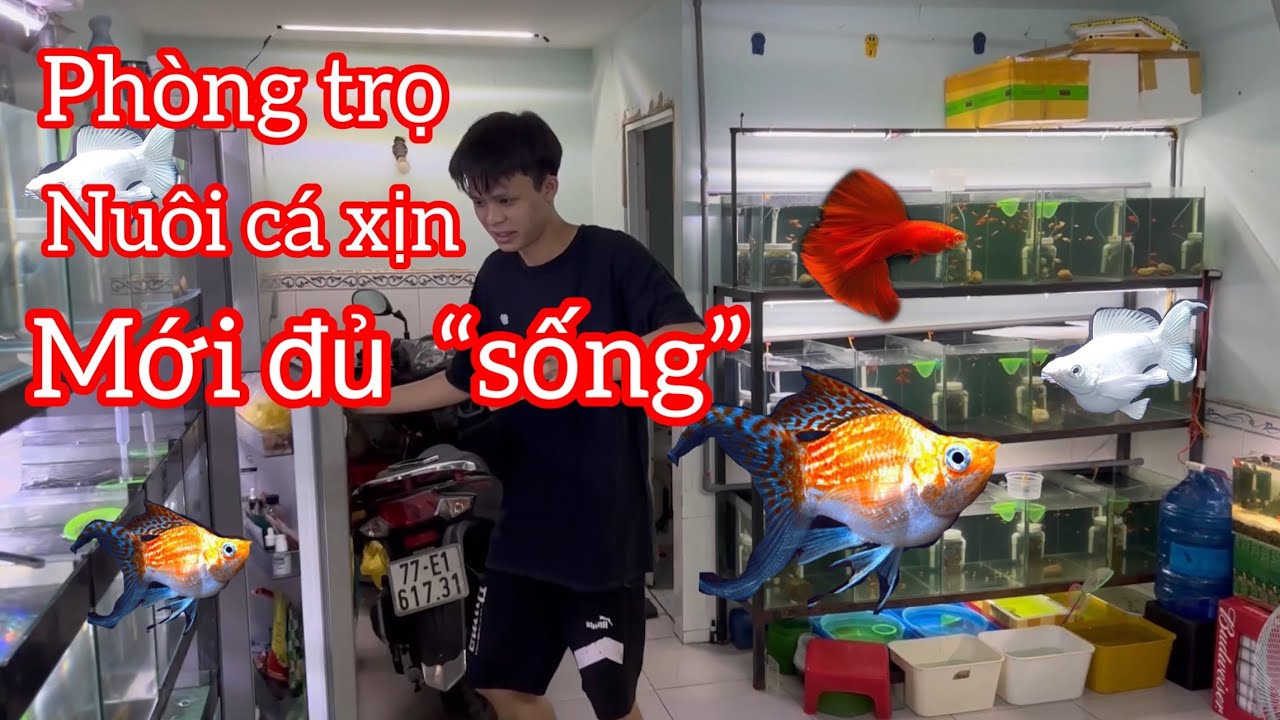 Em trai sinh viên nuôi toàn cá cảnh xịn trong khu trọ  - guppy , molly fish