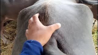 cara memilih kerba yang bagus